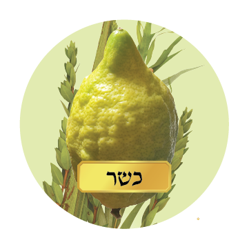 KOSHER SET
